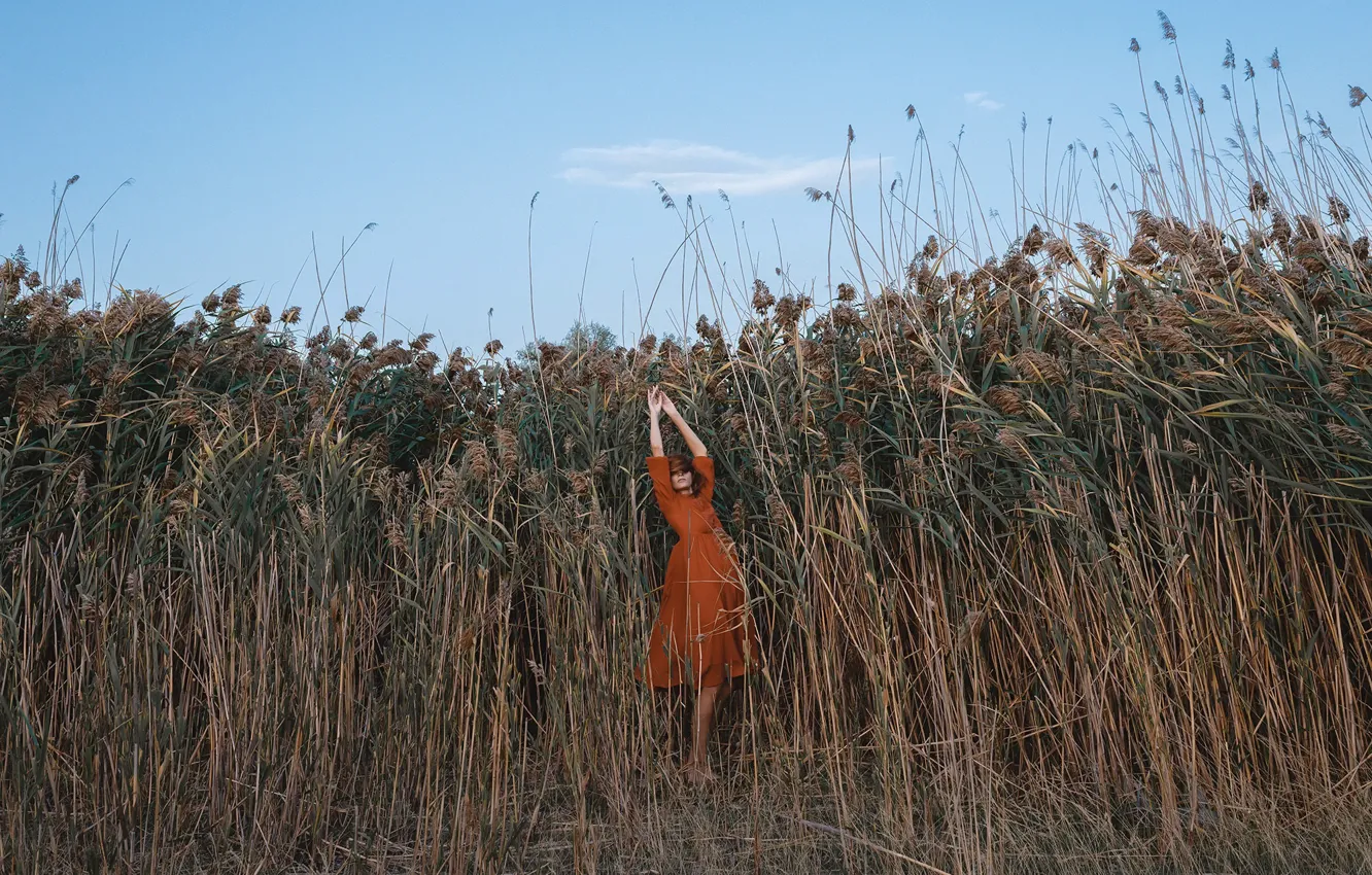 Фото обои девушка, природа, камыш