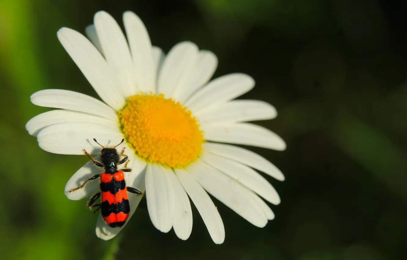 Фото обои white, flower, insect