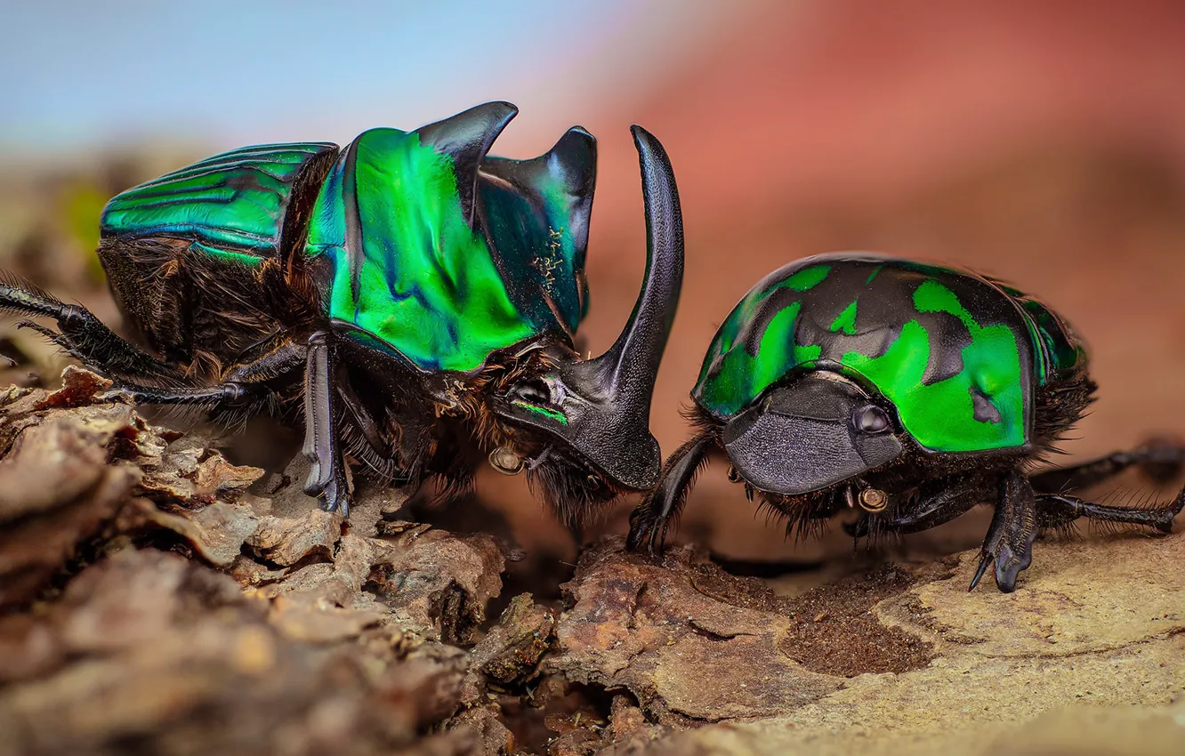 Фото обои макро, насекомые, фон, зеленые, пара, жуки, кора, парочка