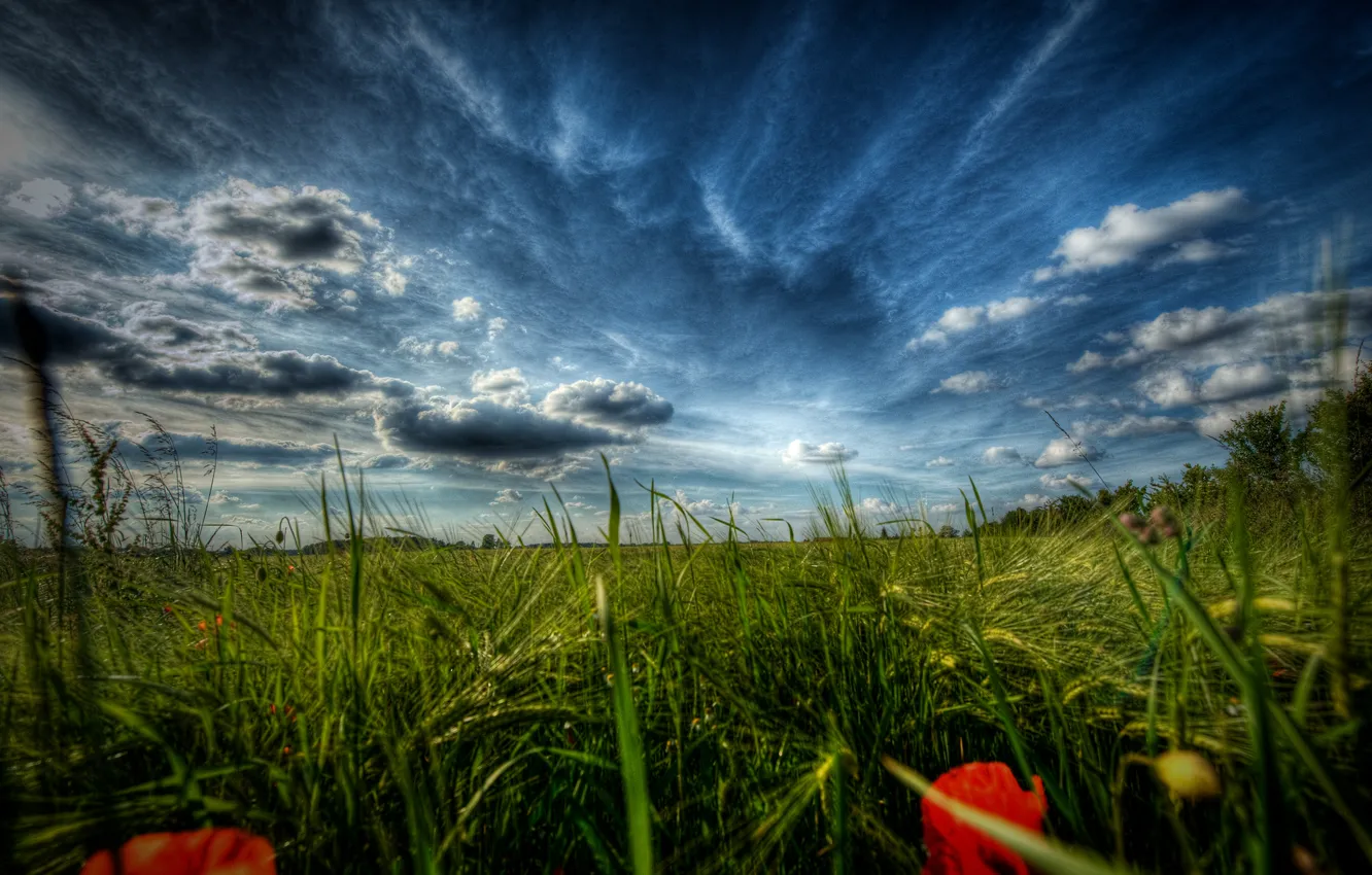 Фото обои поле, трава, макро, цветы, природа, пейзажи, поля, маки