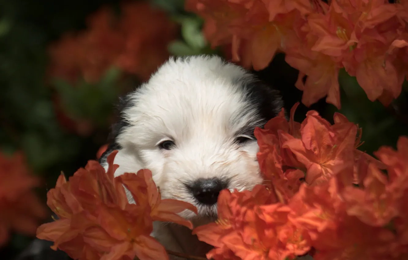 Фото обои цветы, собака, мордочка, щенок, Бобтейл