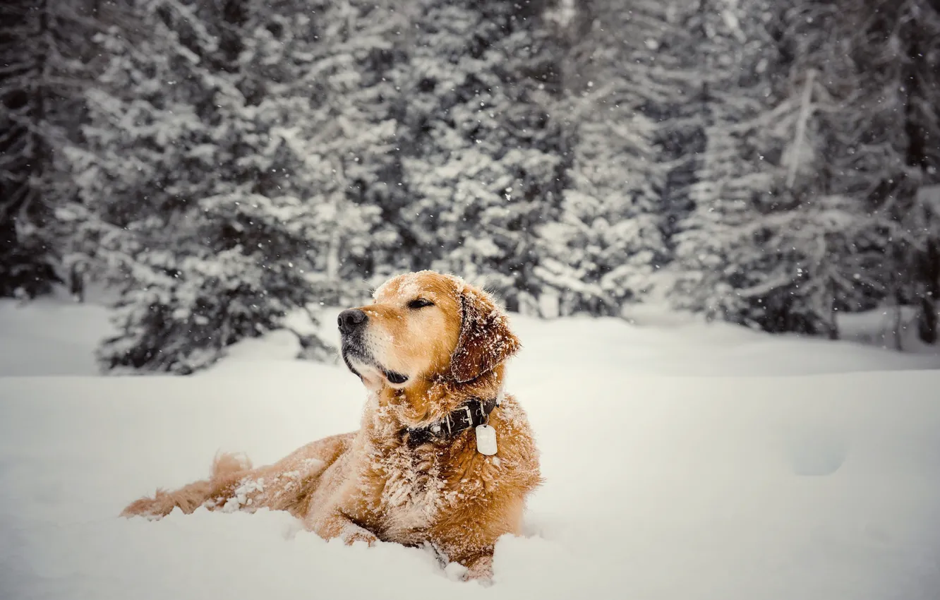 Фото обои зима, природа, собака