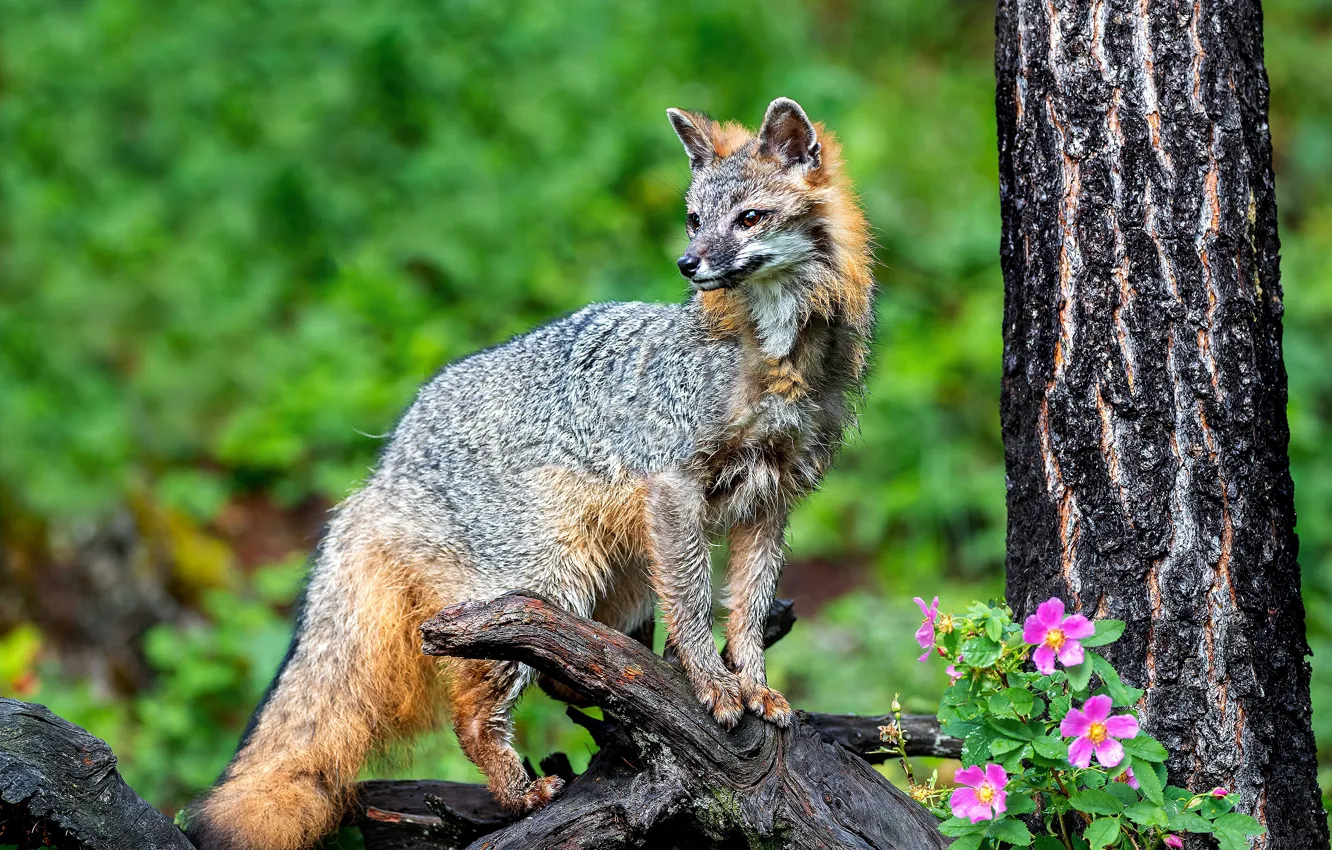 Лис дерева. Серая лисица на дереве. Цветы Новочеркасск зеленая лиса. Green Fox Wild 48.