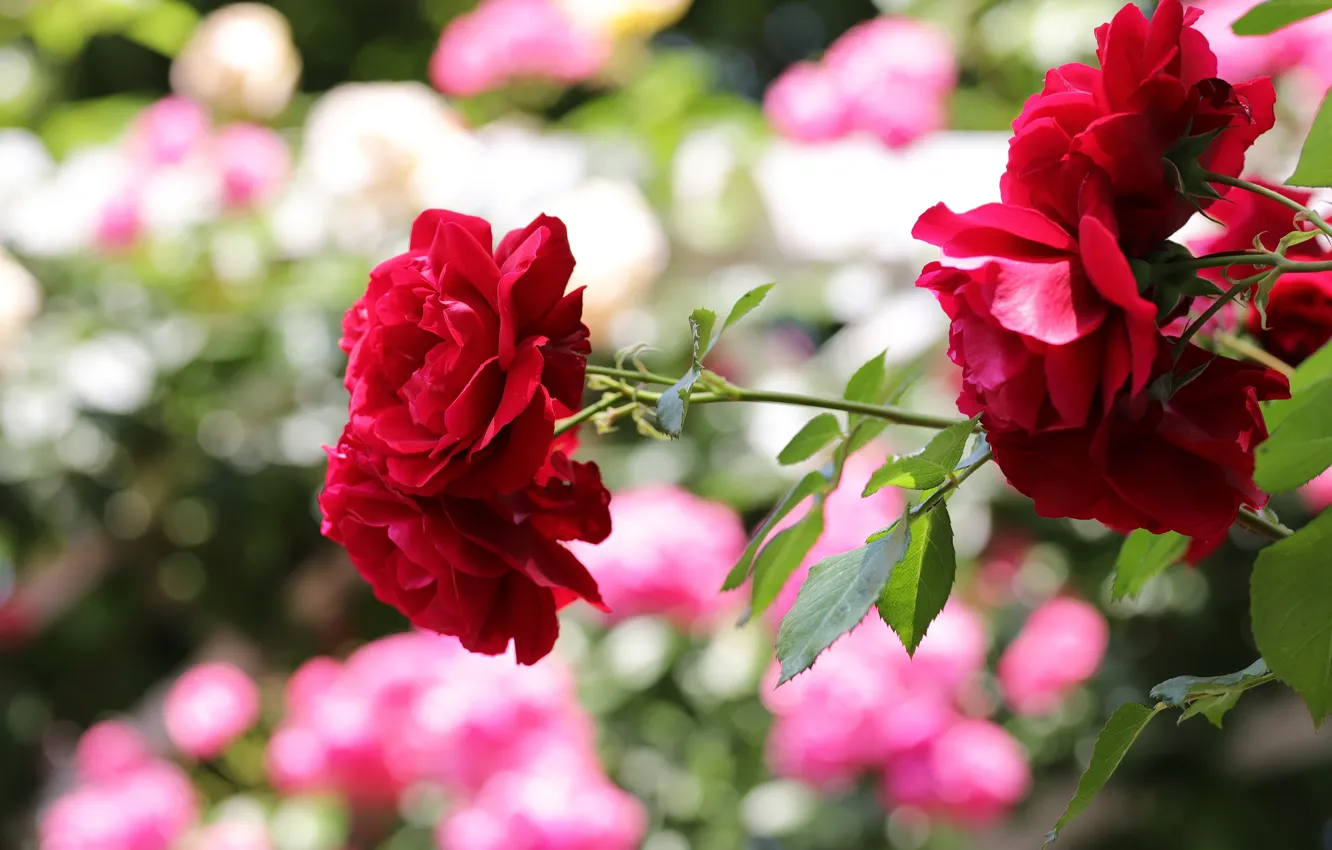 Фото обои цветы, розы, ветка, сад, красные, боке