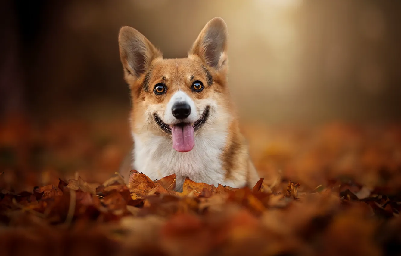 Фото обои осень, язык, взгляд, листья, листва, мордашка, боке, пёсик