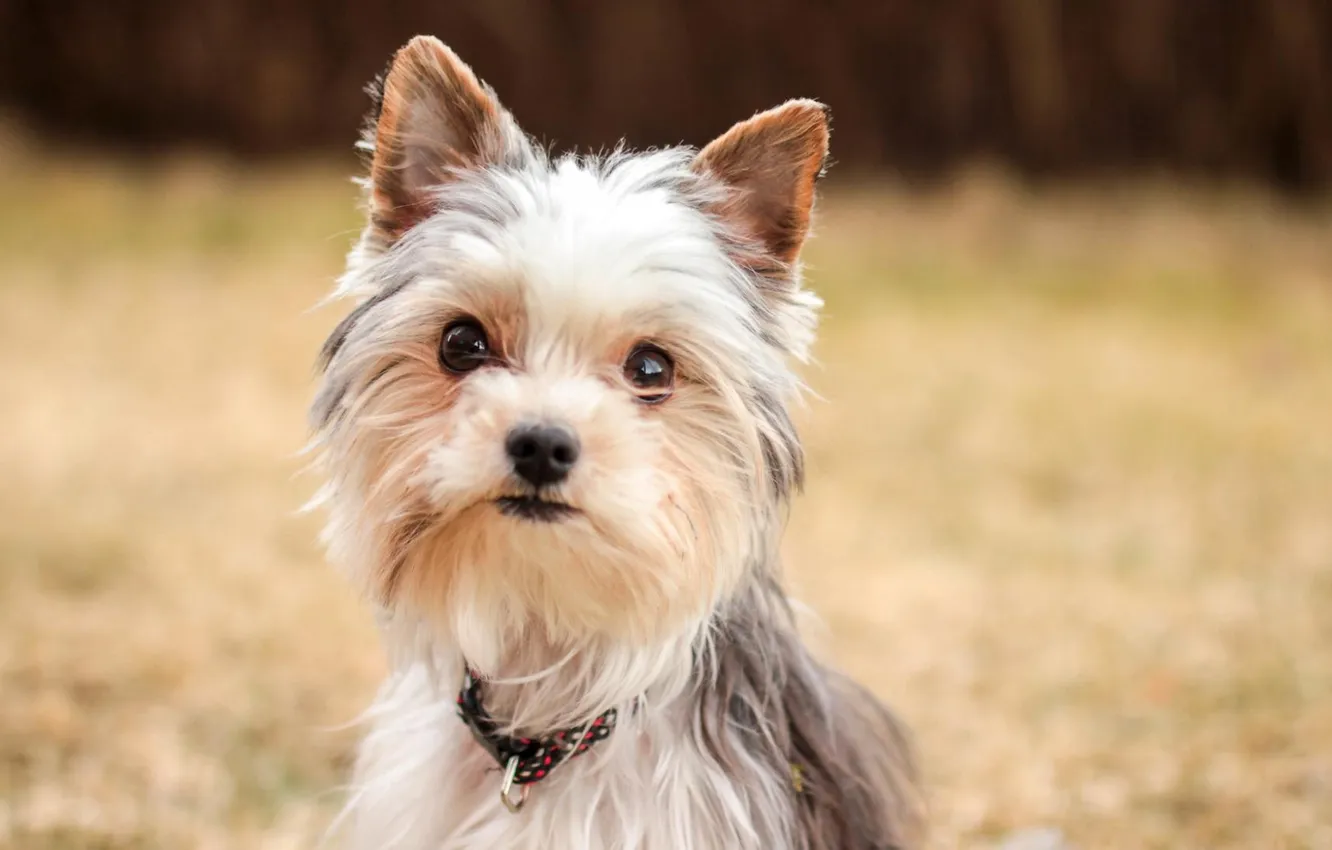Фото обои animals, dog, Yorkshire terrier, shaggy