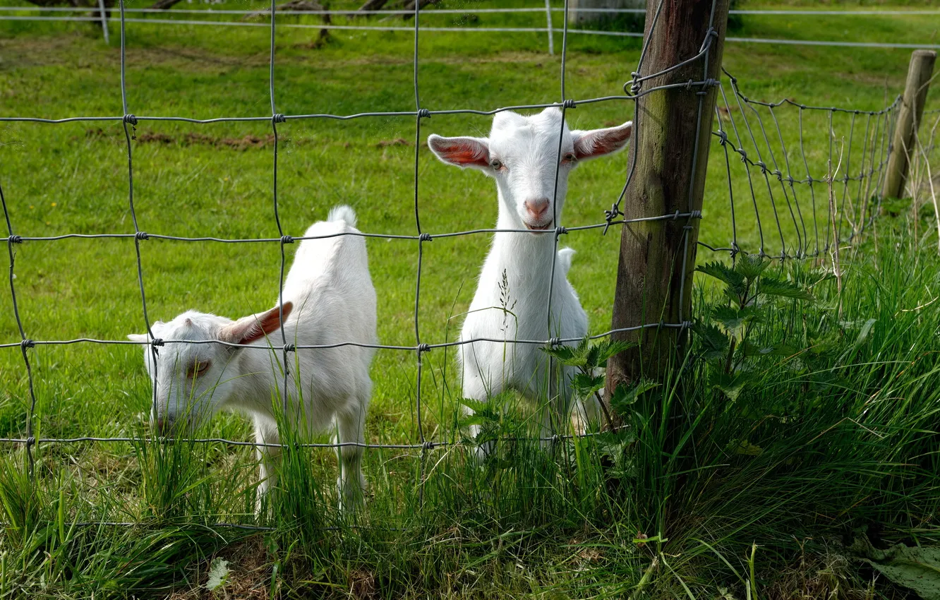 Фото обои трава, забор, козы