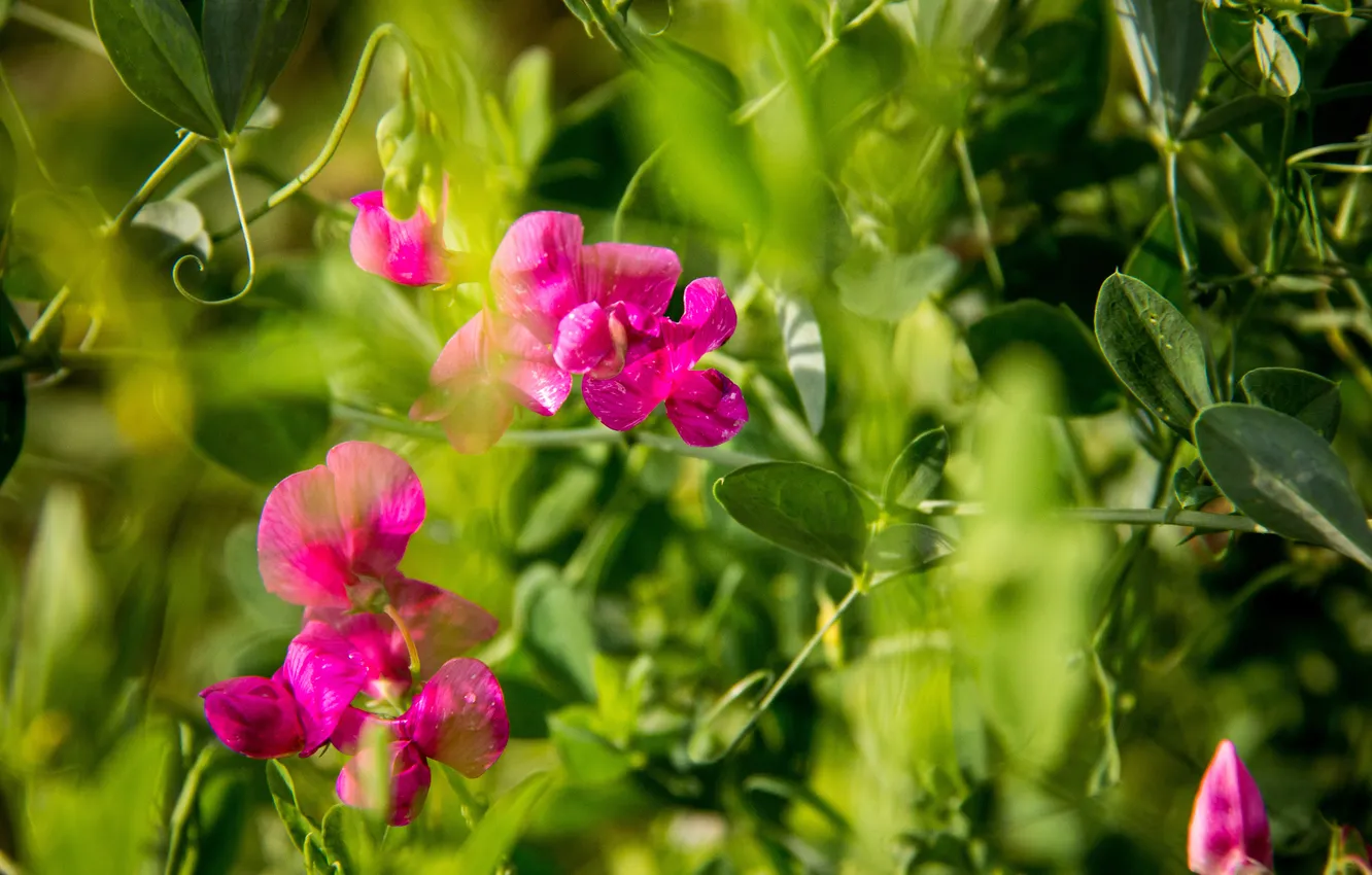 Фото обои лето, трава, макро, цветы, розовый, горошек, зеленое, солнечно