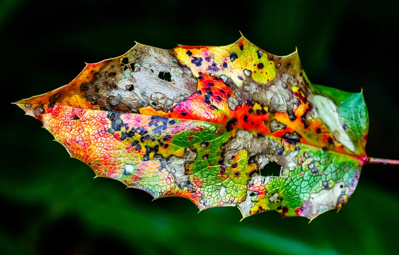 Фото обои осень, лист, цвет