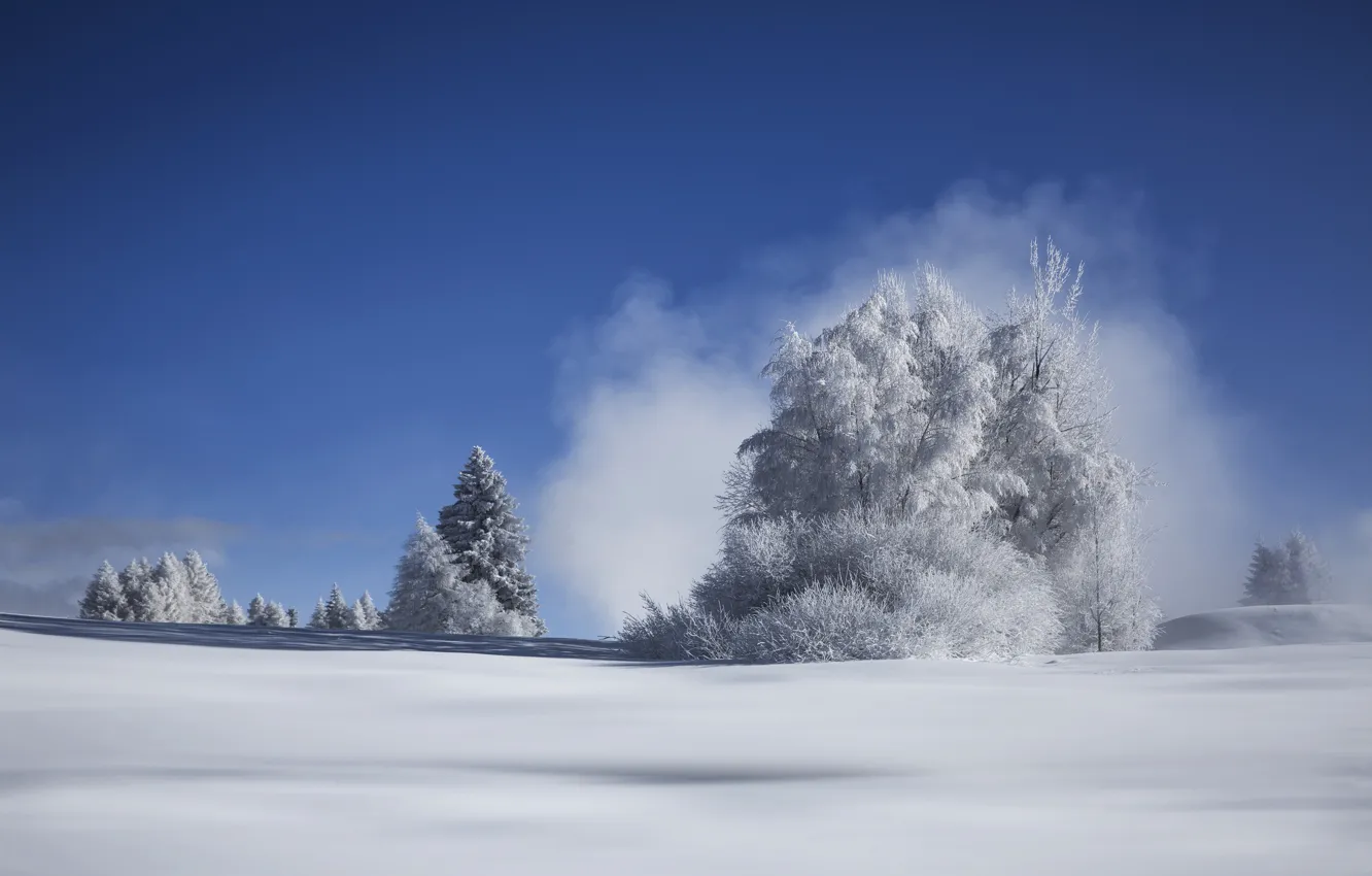 Фото обои зима, снег, деревья, мороз