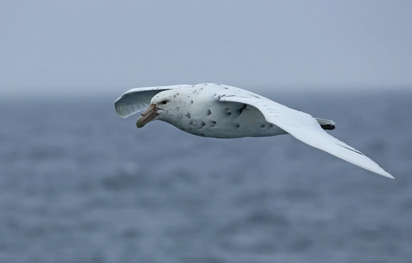 Фото обои storm, seascape, seabird, petrel