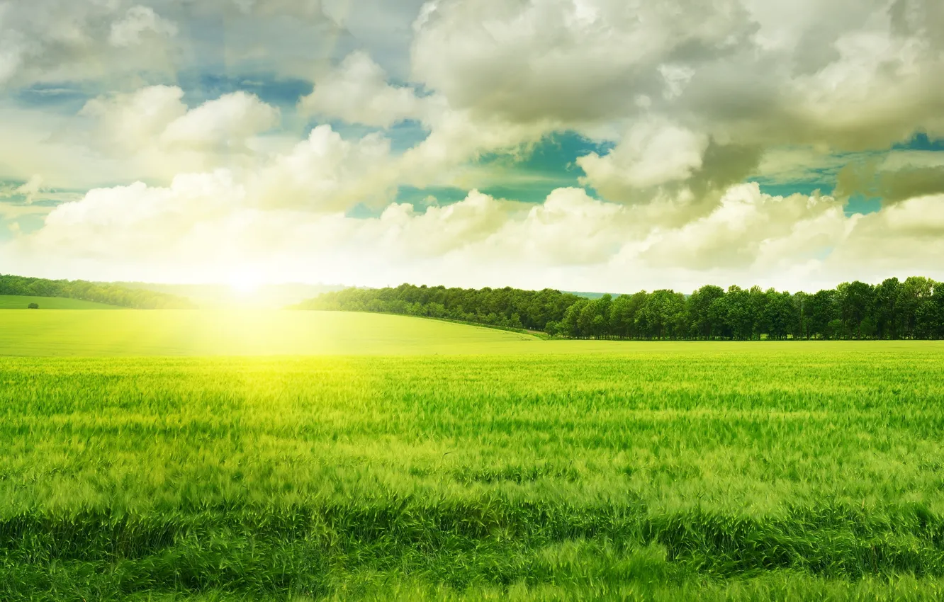 Фото обои зелень, небо, трава, солнце, облака