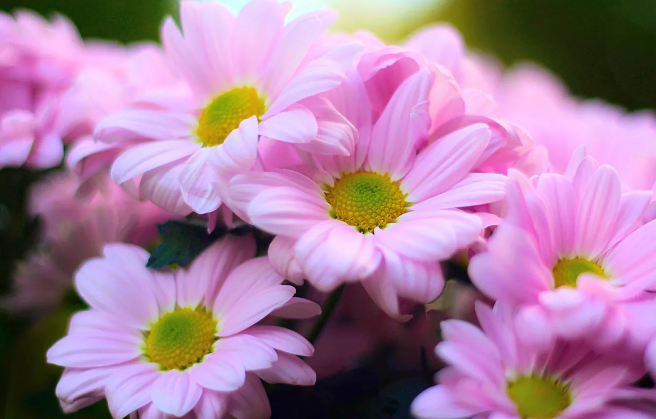 Фото обои цветы, букет, розовые хризантемы