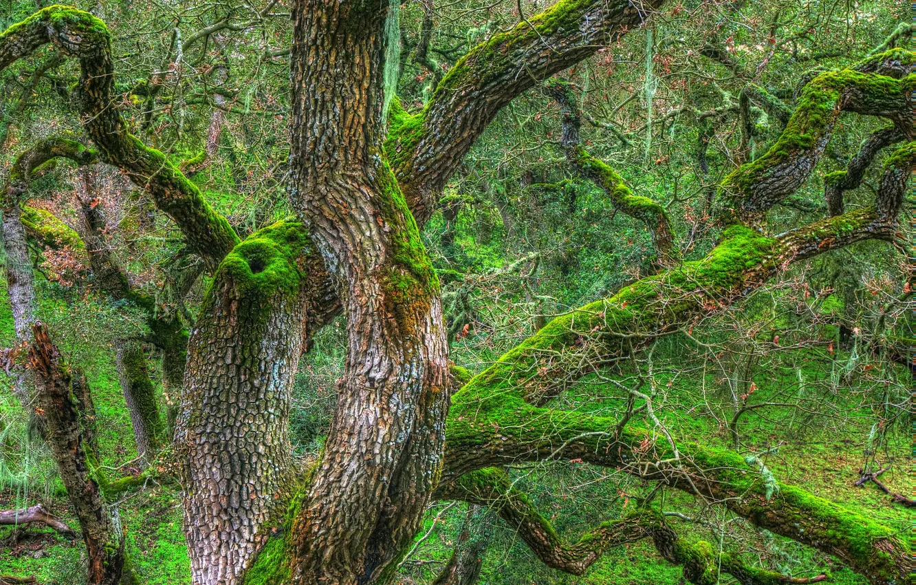 Фото обои ветки, дерево, мох, hdr, ствол