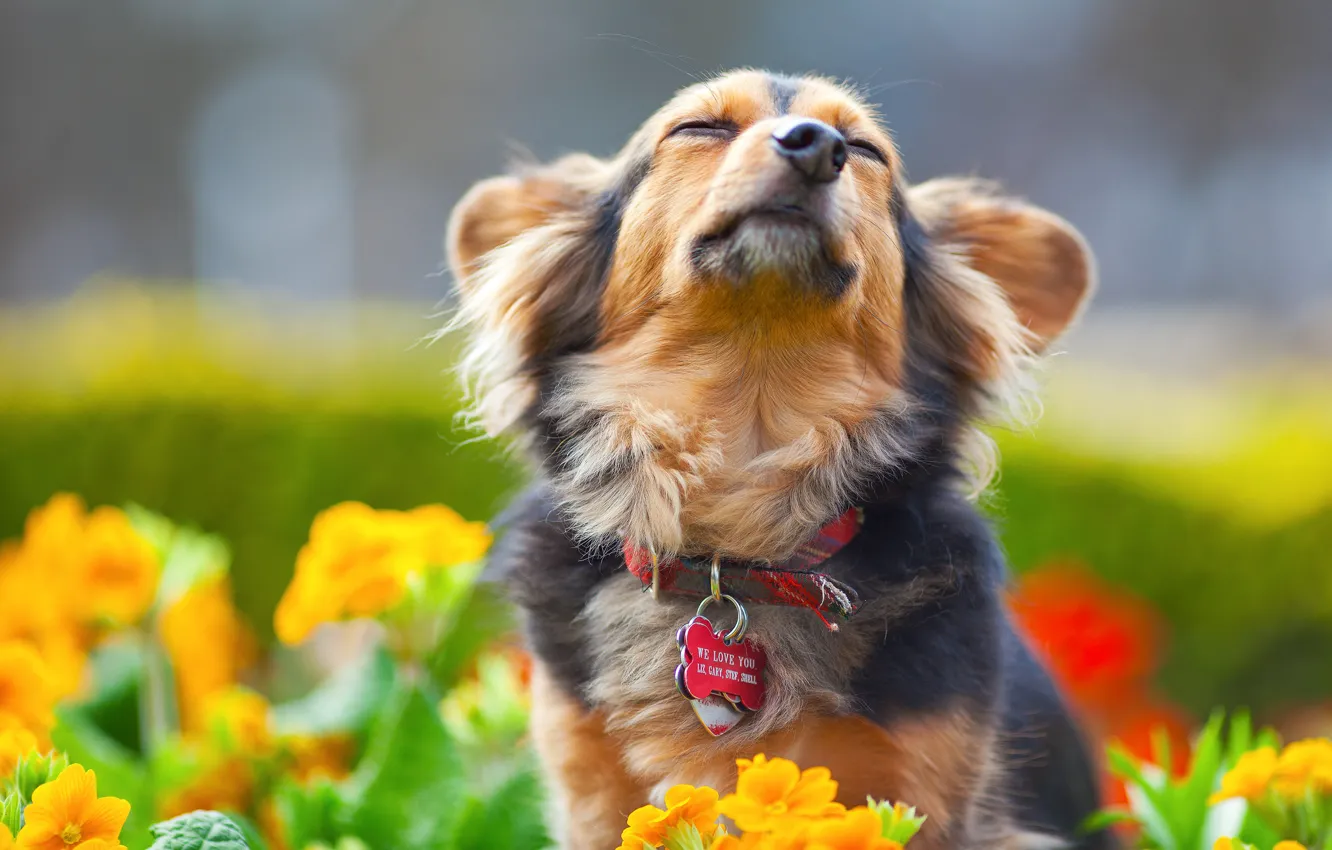 Фото обои цветы, собака, мордочка, пес, ошейник, удовольствие