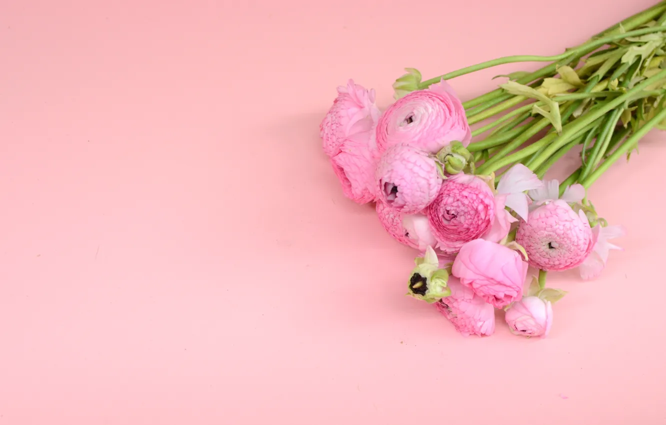 Фото обои цветы, букет, розовые, pink, flowers, ranunculus