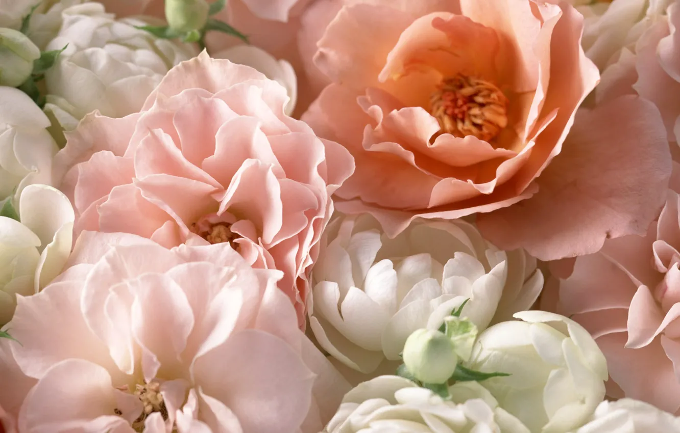 Фото обои макро, розовый, розы, лепестки, чайная роза