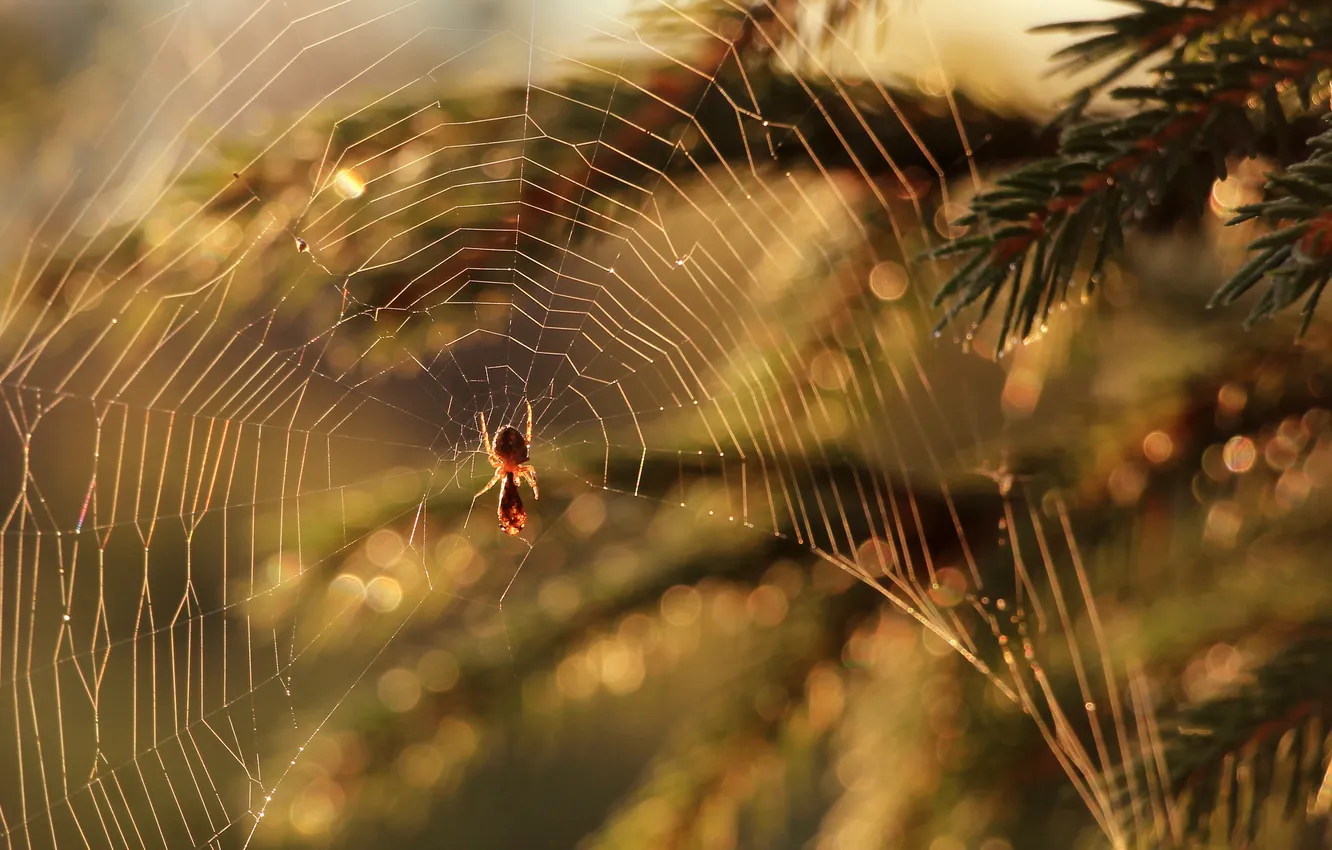 Фото обои Spider, twig, spiders Web