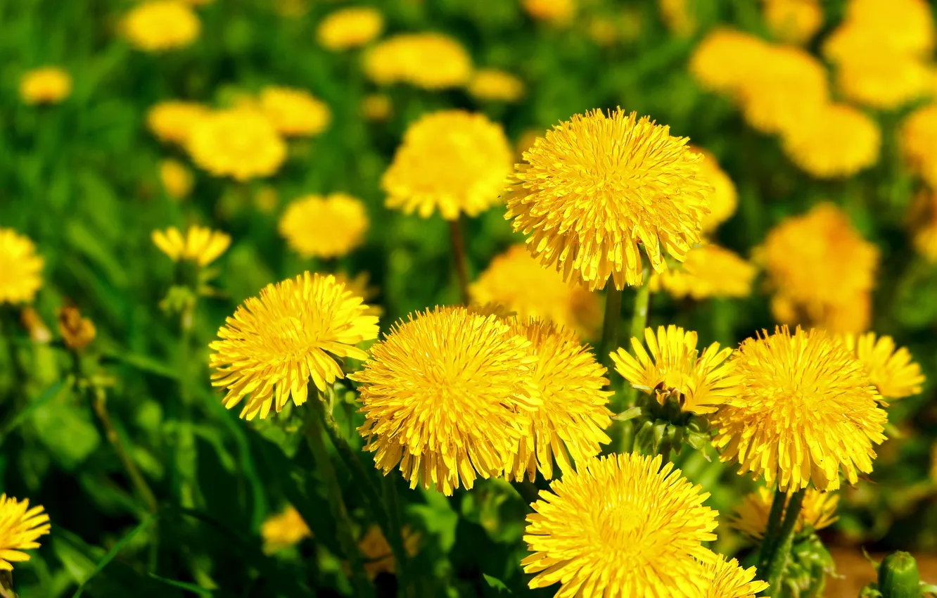 Фото обои цветы, поляна, весна, желтые, одуванчики
