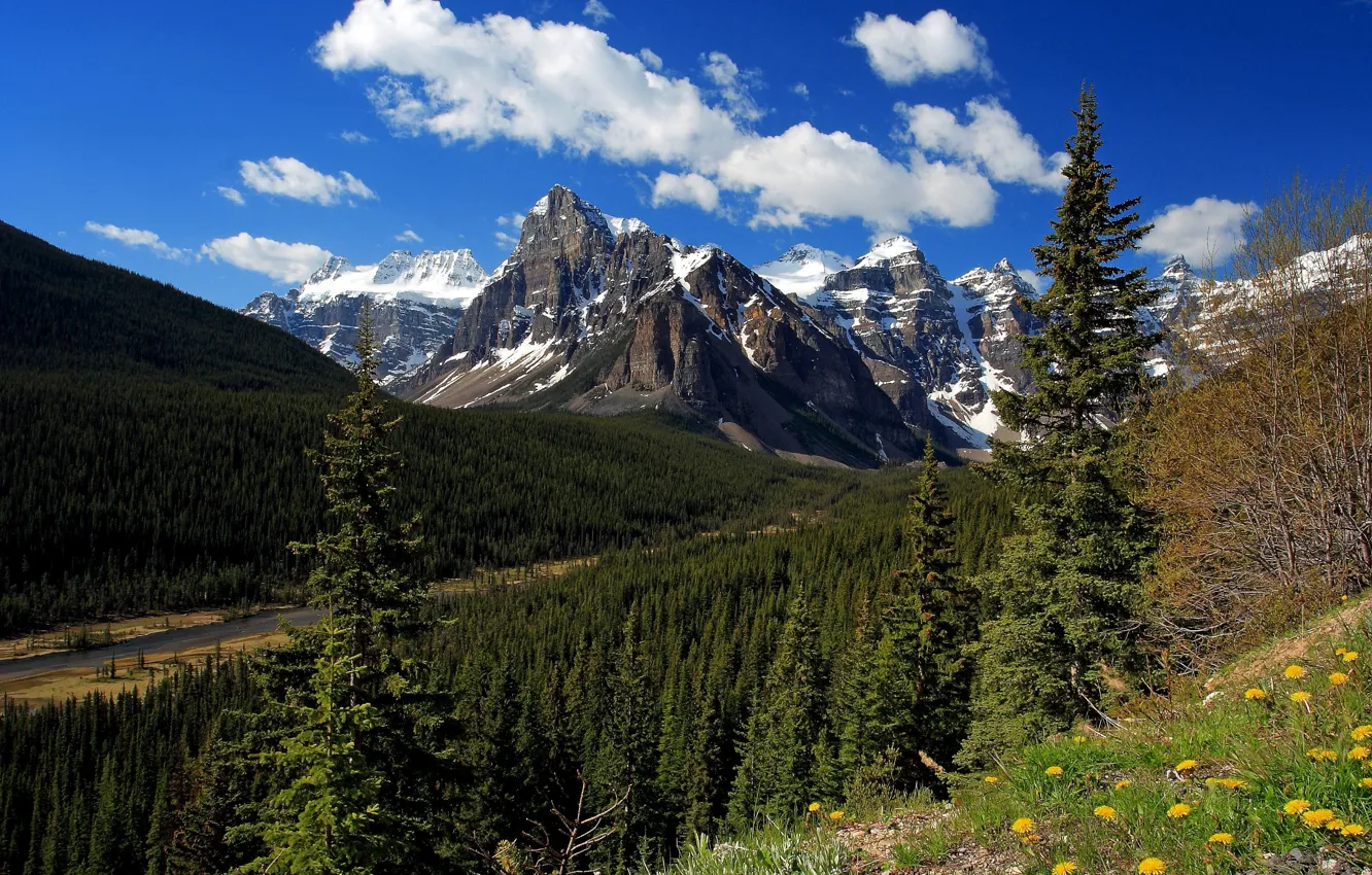 Фото обои лес, горы, ручей, ели, Канада, Альберта, Banff National Park, Alberta