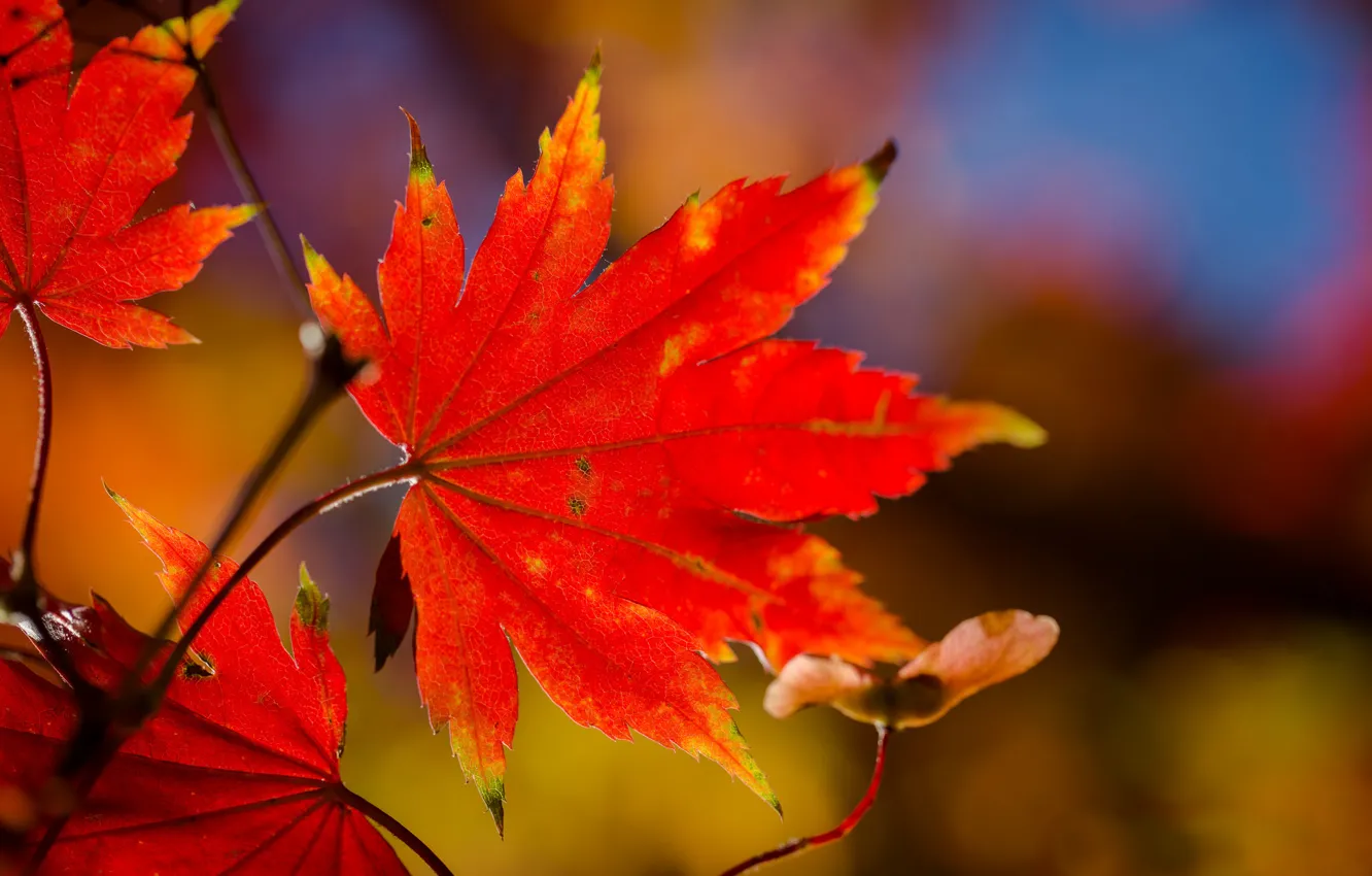 Фото обои листья, макро, ветка, красные, клен, осенние