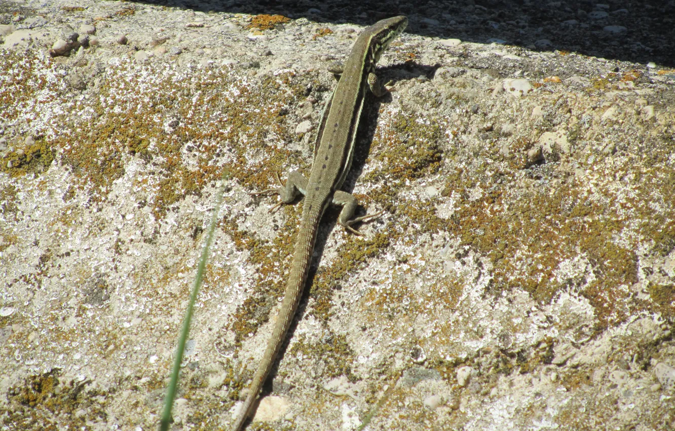 Фото обои green, stone, col de rousset, wall lizard