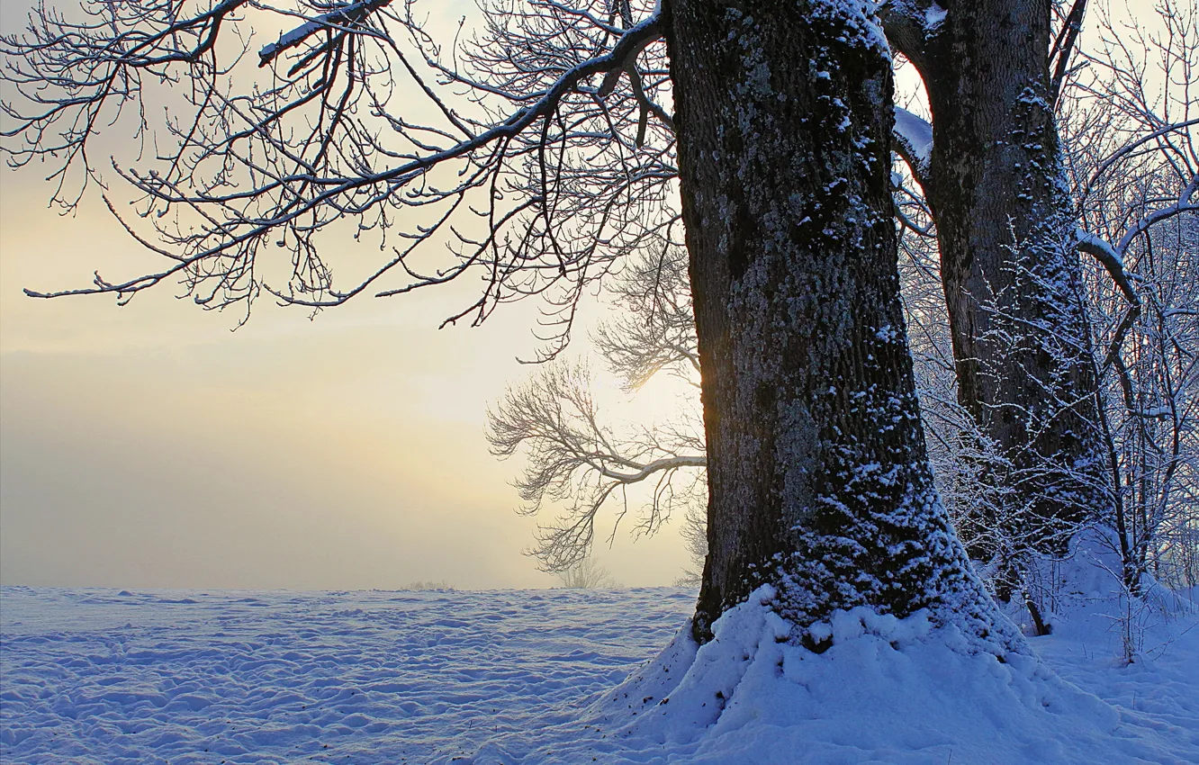 Фото обои зима, снег, деревья, закат, вечер