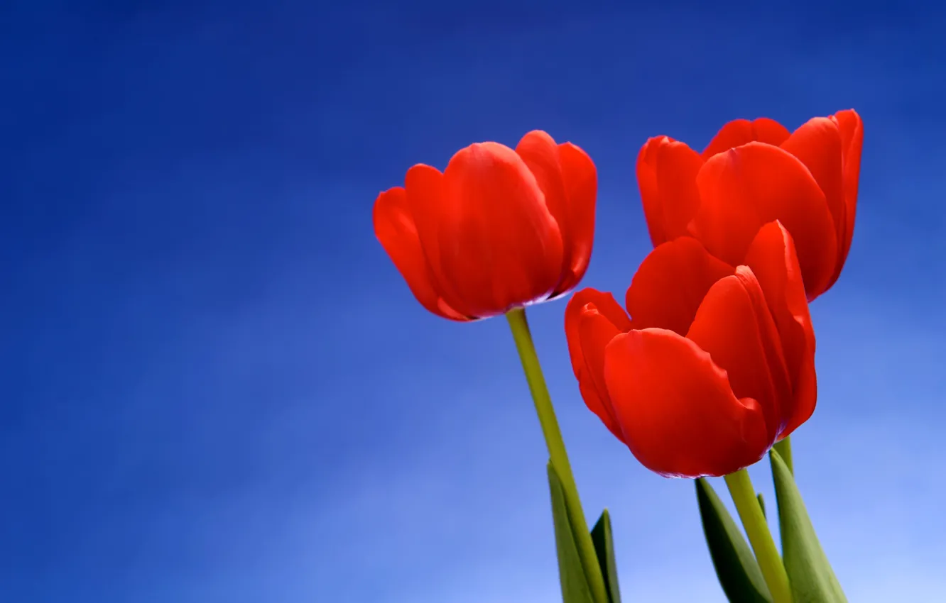 Фото обои макро, цветы, фон, тюльпаны