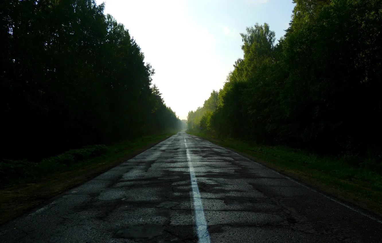Фото обои дорога, лес, природа