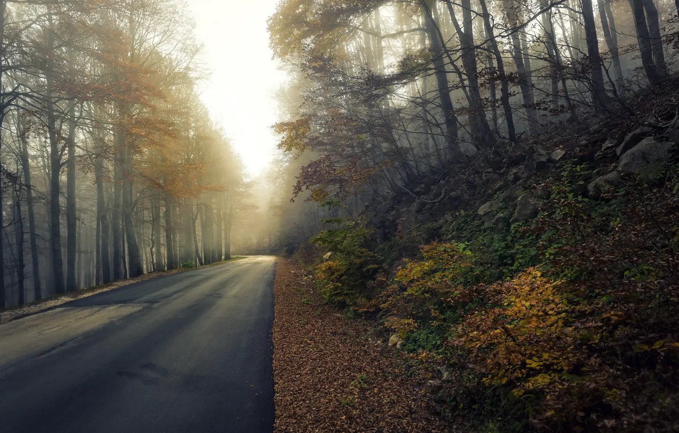 Фото обои дорога, осень, туман