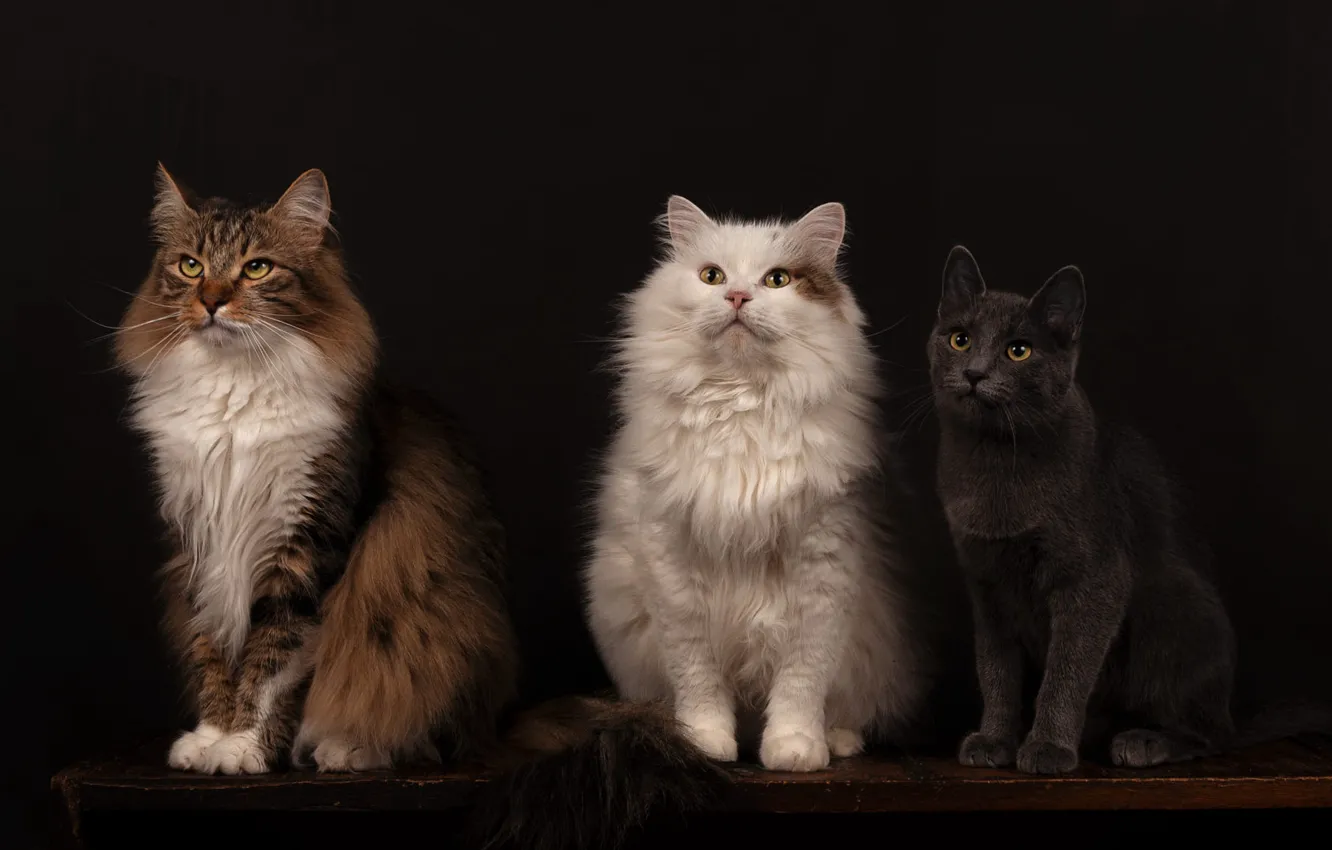 Фото обои кошка, белый, кот, взгляд, кошки, поза, темный фон, стол