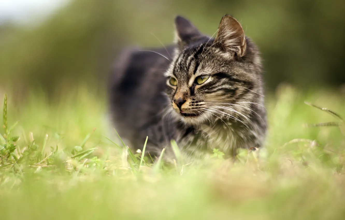 Фото обои кошка, трава, глаза, кот, взгляд, морда, природа, серый