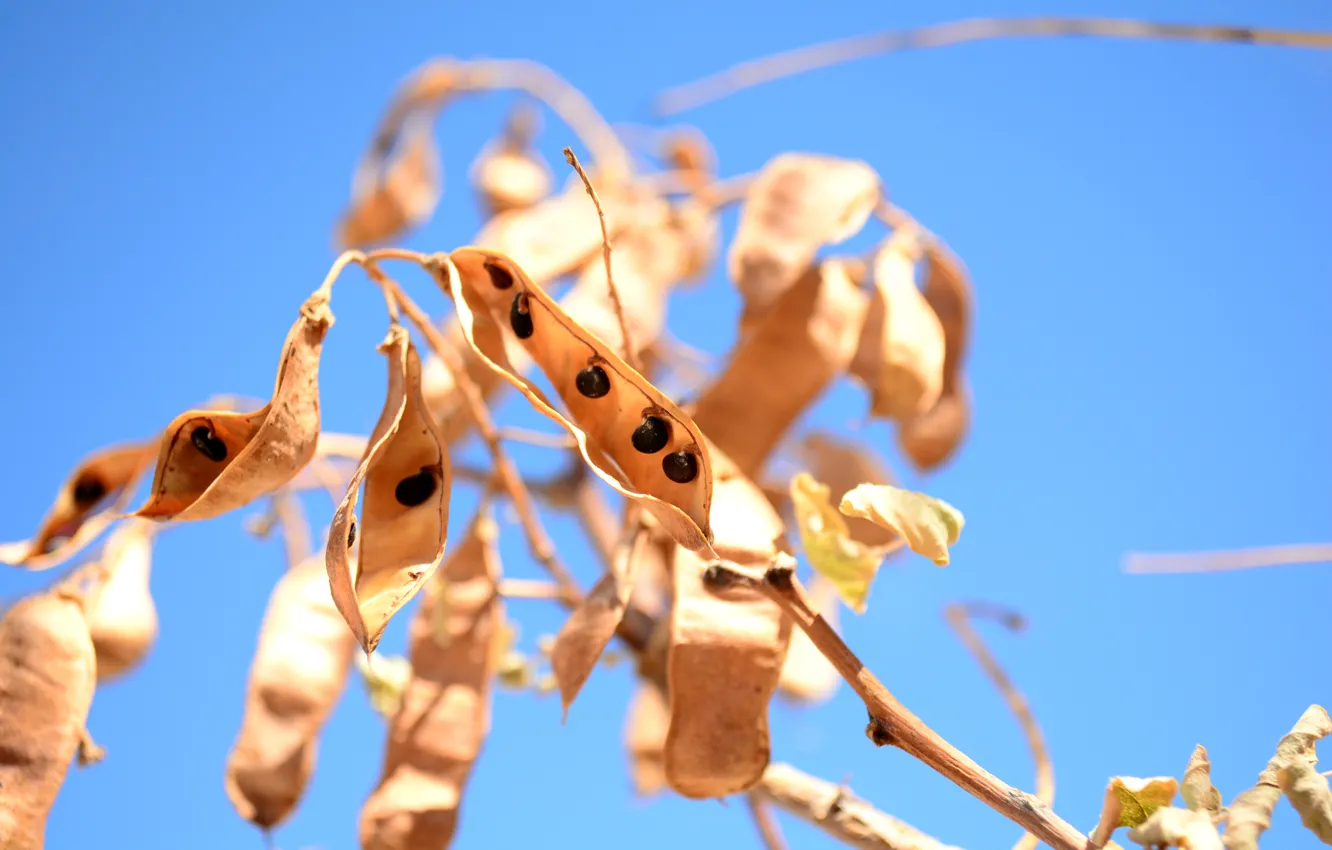 Фото обои flower, seeds, jasimine