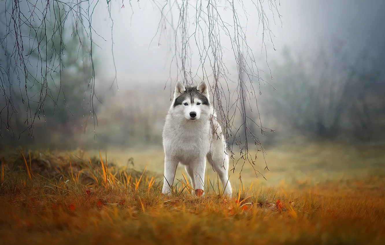Фото обои осень, трава, взгляд, ветки, природа, туман, собака, хаски