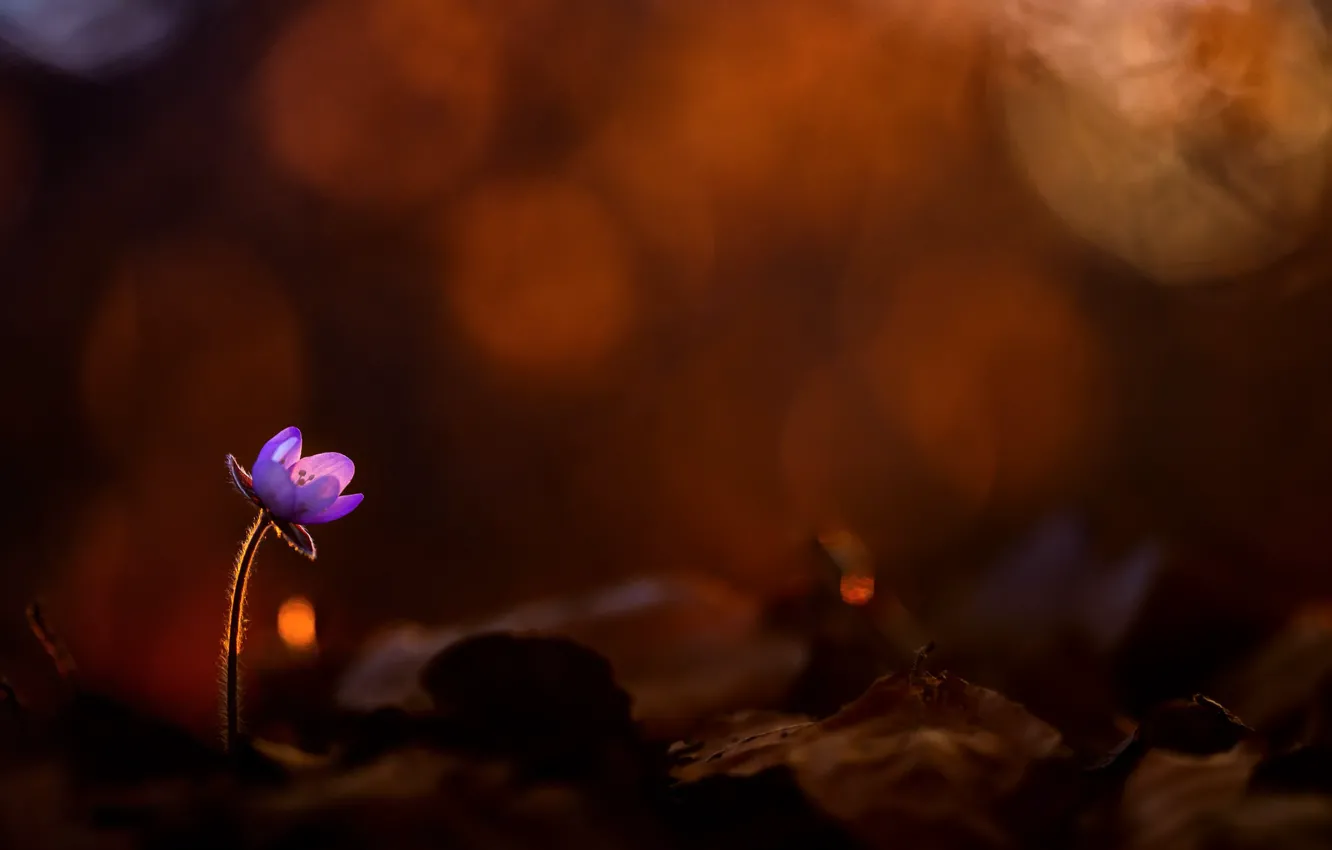 Фото обои цветы, природа, весна