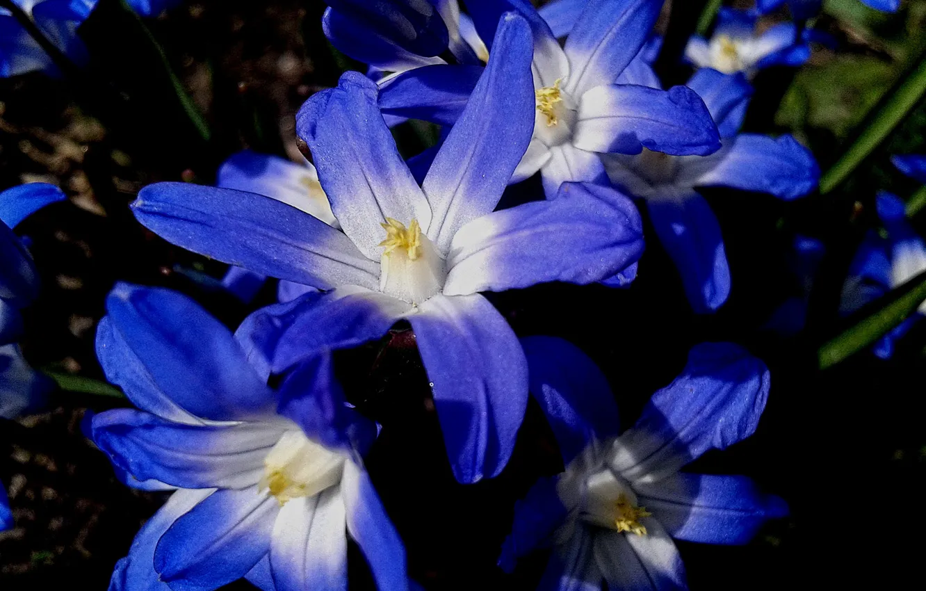 Фото обои цветы, природа, синие