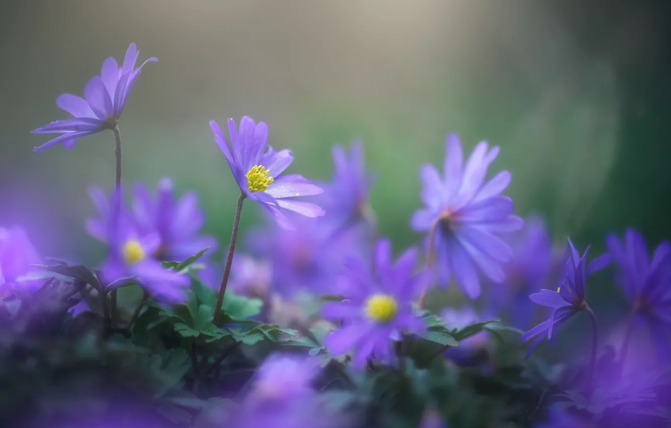 Фото обои фиолетовый, весна, ветренница