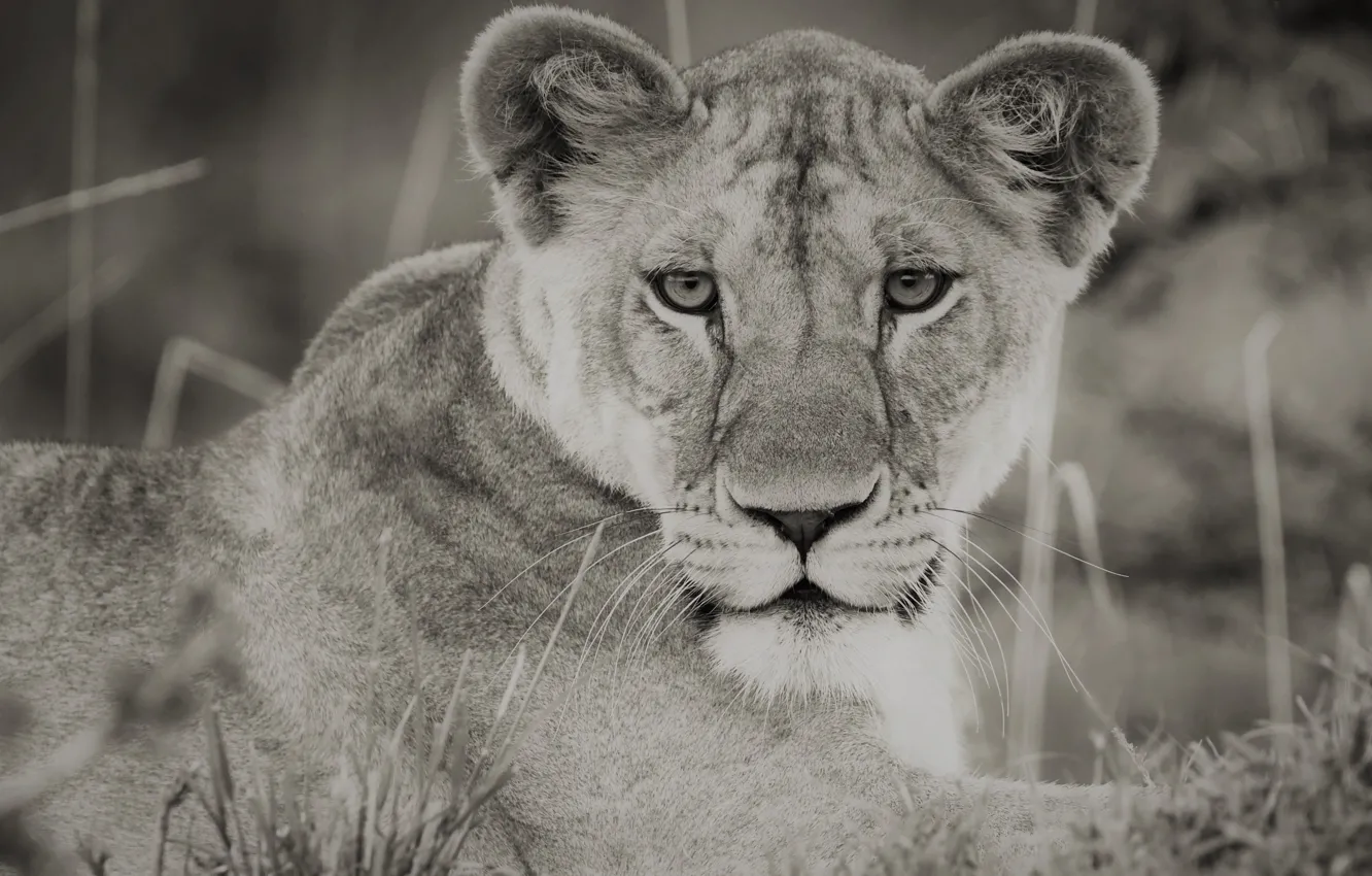 Фото обои lion, Africa, Black and White, Kenya, Wildlife, Big Cat, predator (Animal), Maasai Mara National Reserve