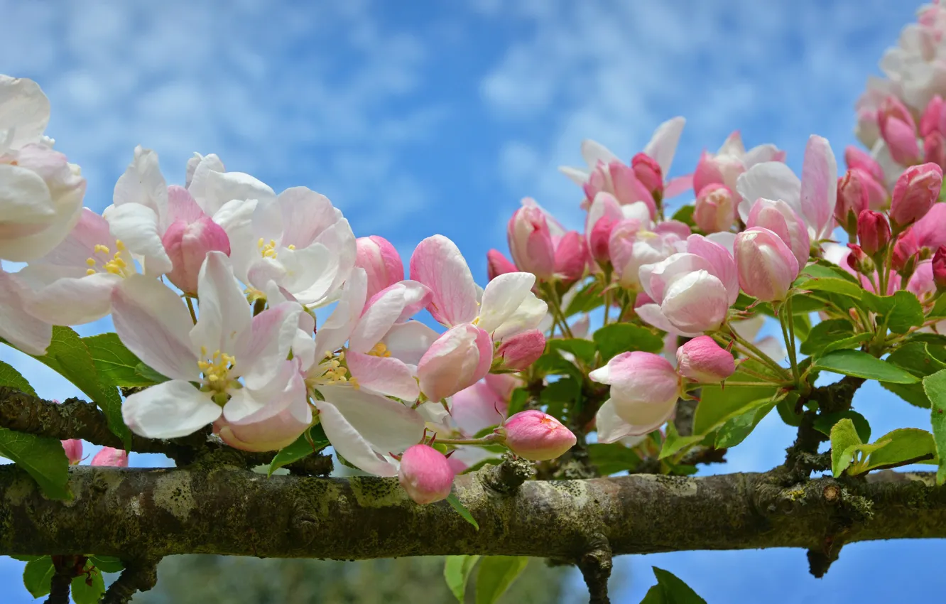 Фото обои макро, ветка, весна, яблоня, цветение, цветки, бутончики