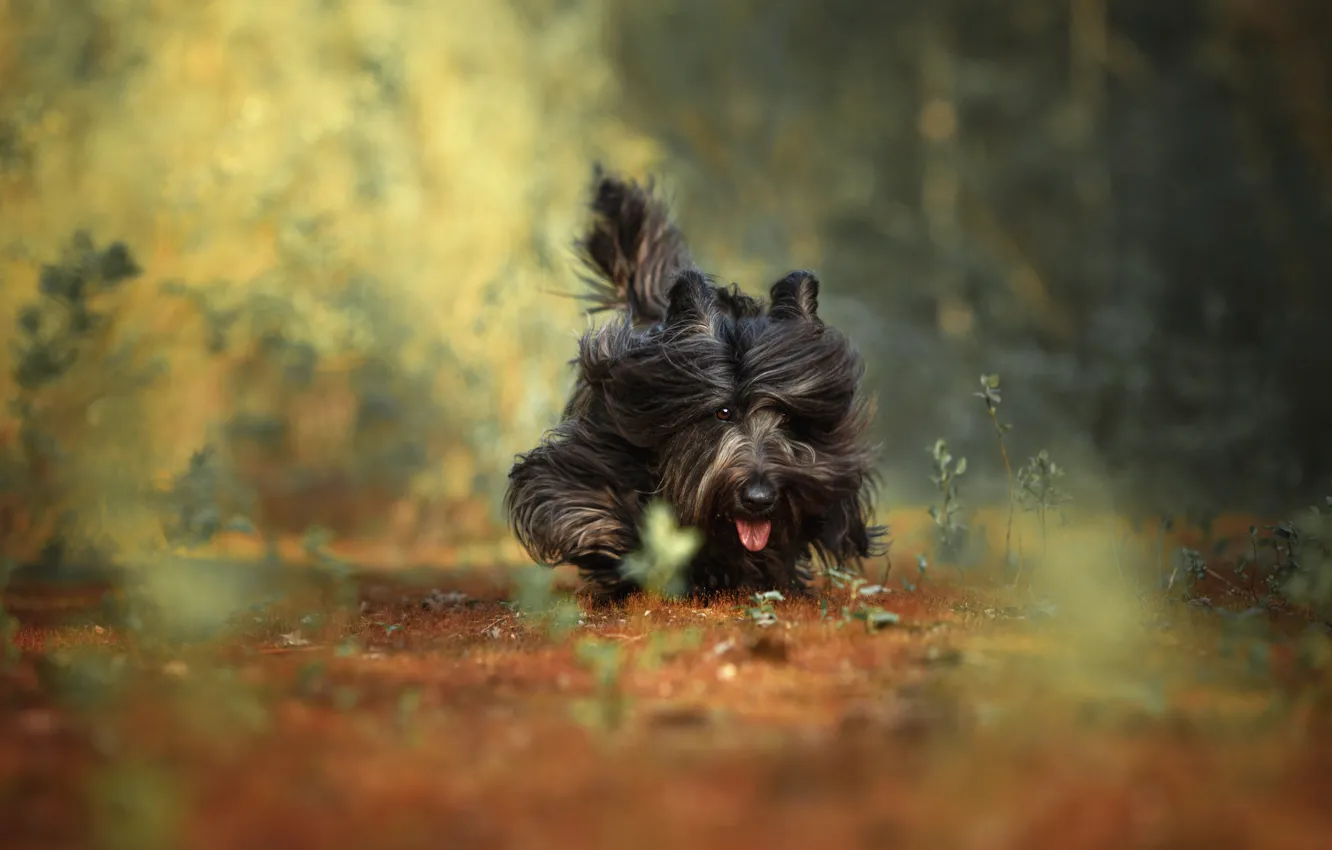 Фото обои природа, животное, собака, пёс, Наталия Поникарова