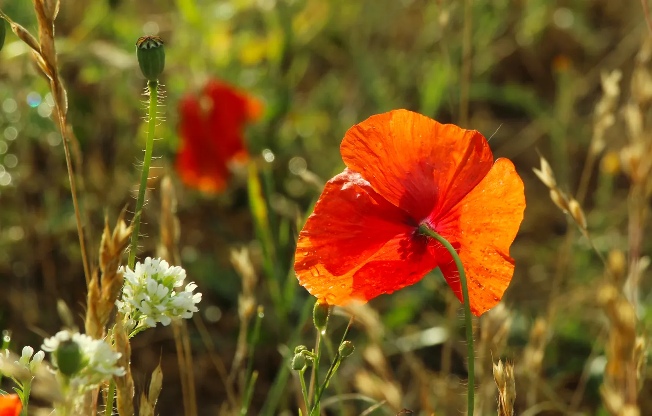 Фото обои red, flower, poppy
