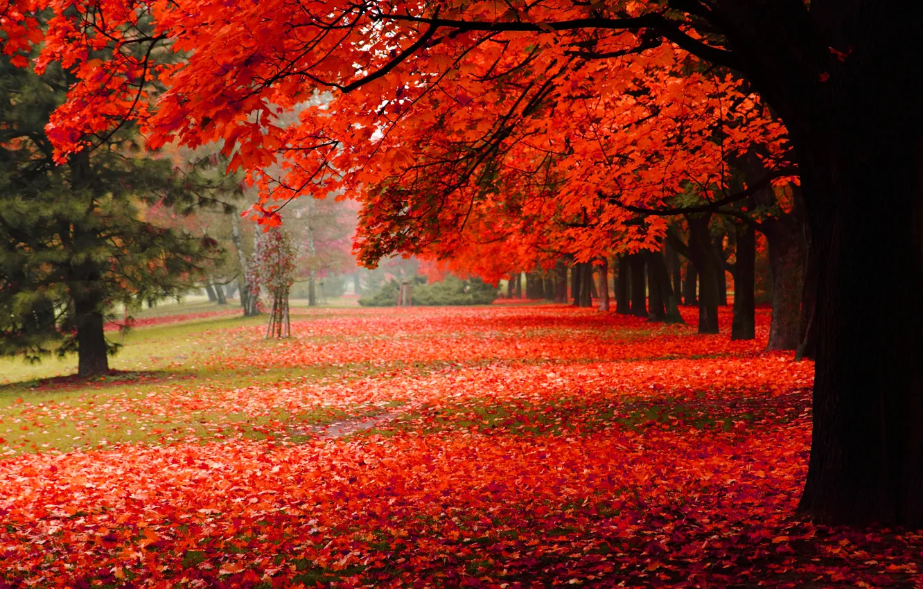 Фото обои осень, природа, парк, листва
