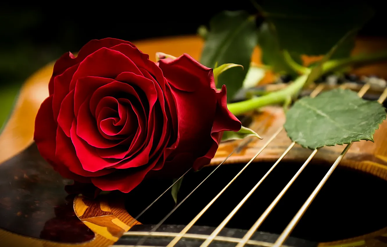 Фото обои фон, роза, гитара