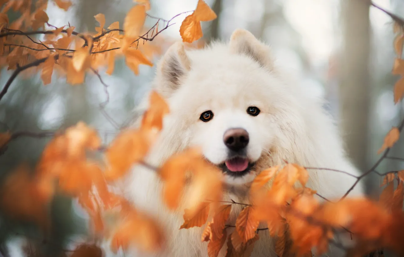 Фото обои осень, взгляд, листья, ветки, природа, портрет, собака, размытие