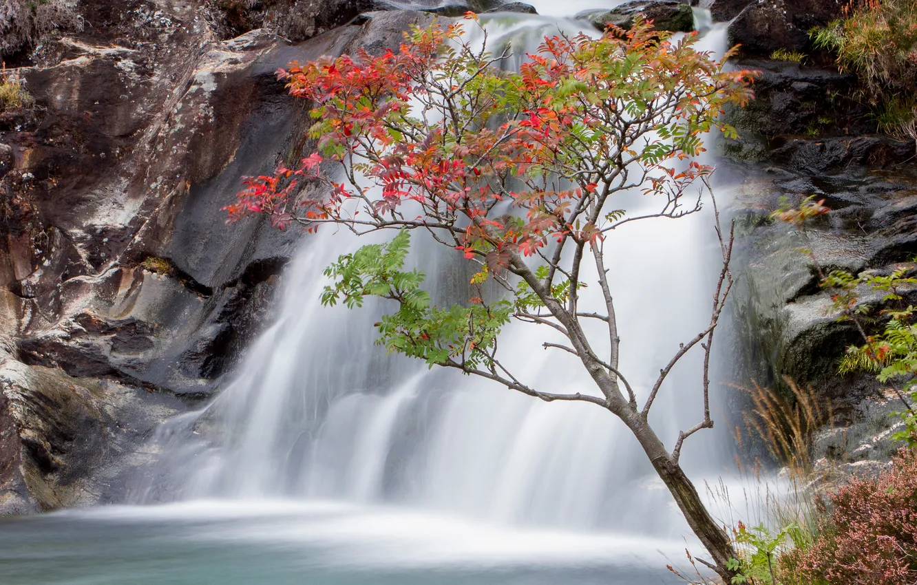 Фото обои осень, листья, дерево, скалы, водопад