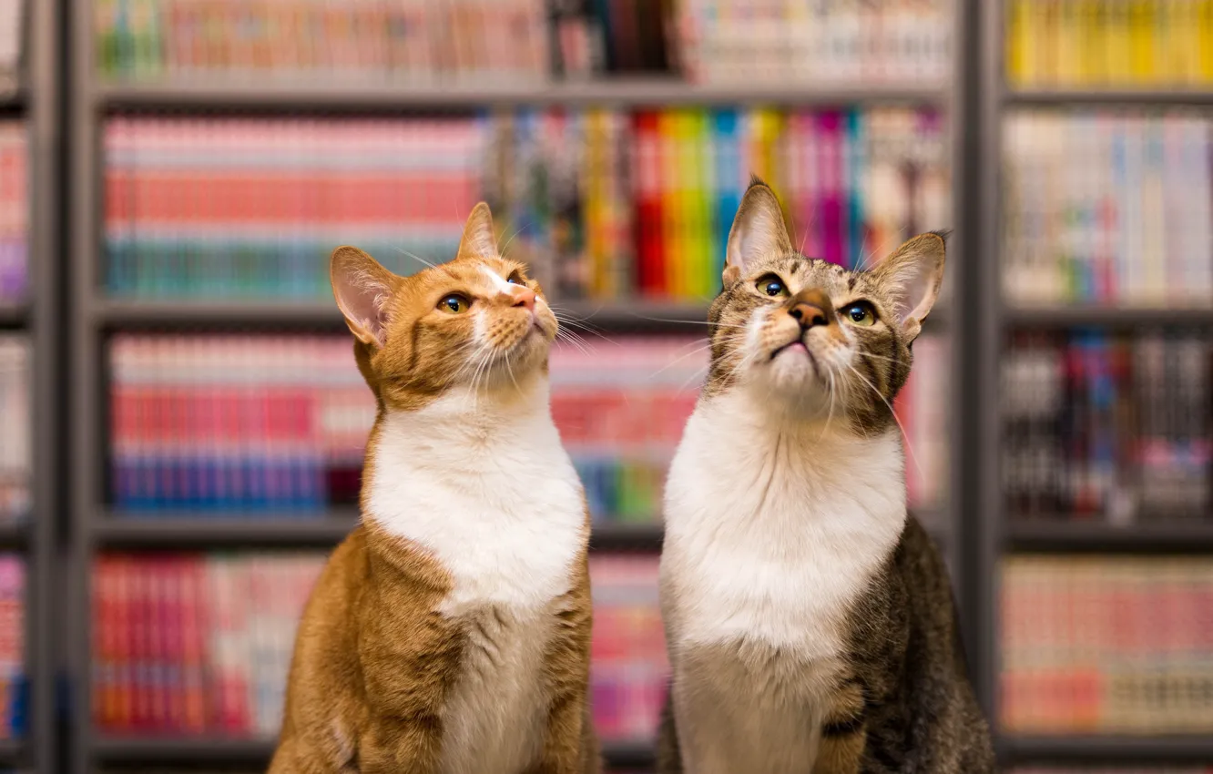 Фото обои кот, кошки, серый, коты, книги, рыжий, библиотека, парочка