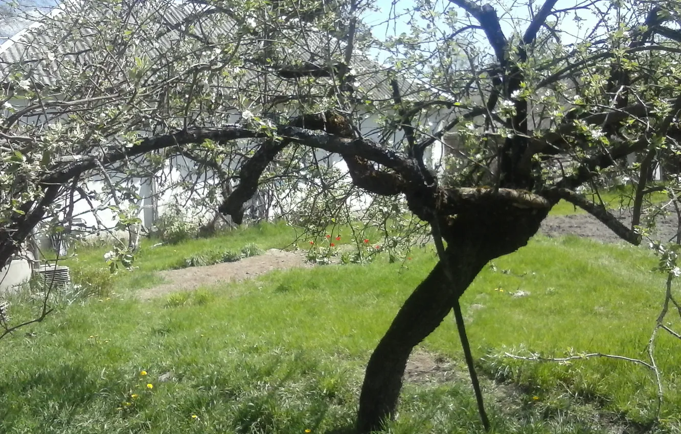 Фото обои зелень, лето, яблоня