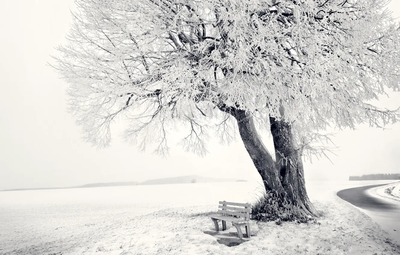 Фото обои зима, дорога, лес, снег, пейзаж, скамейка, природа, дерево