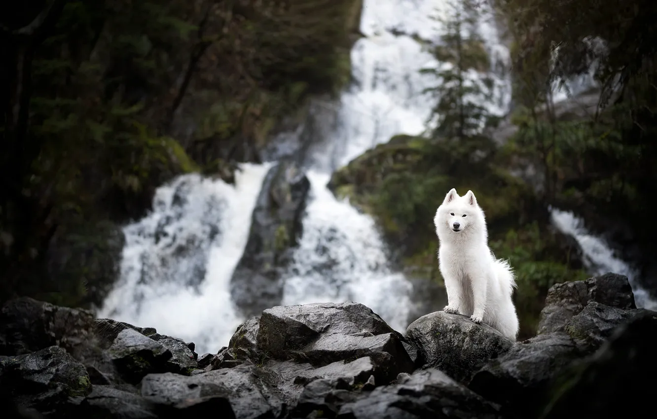 Фото обои взгляд, природа, поза, камни, скалы, водопад, собака, белая