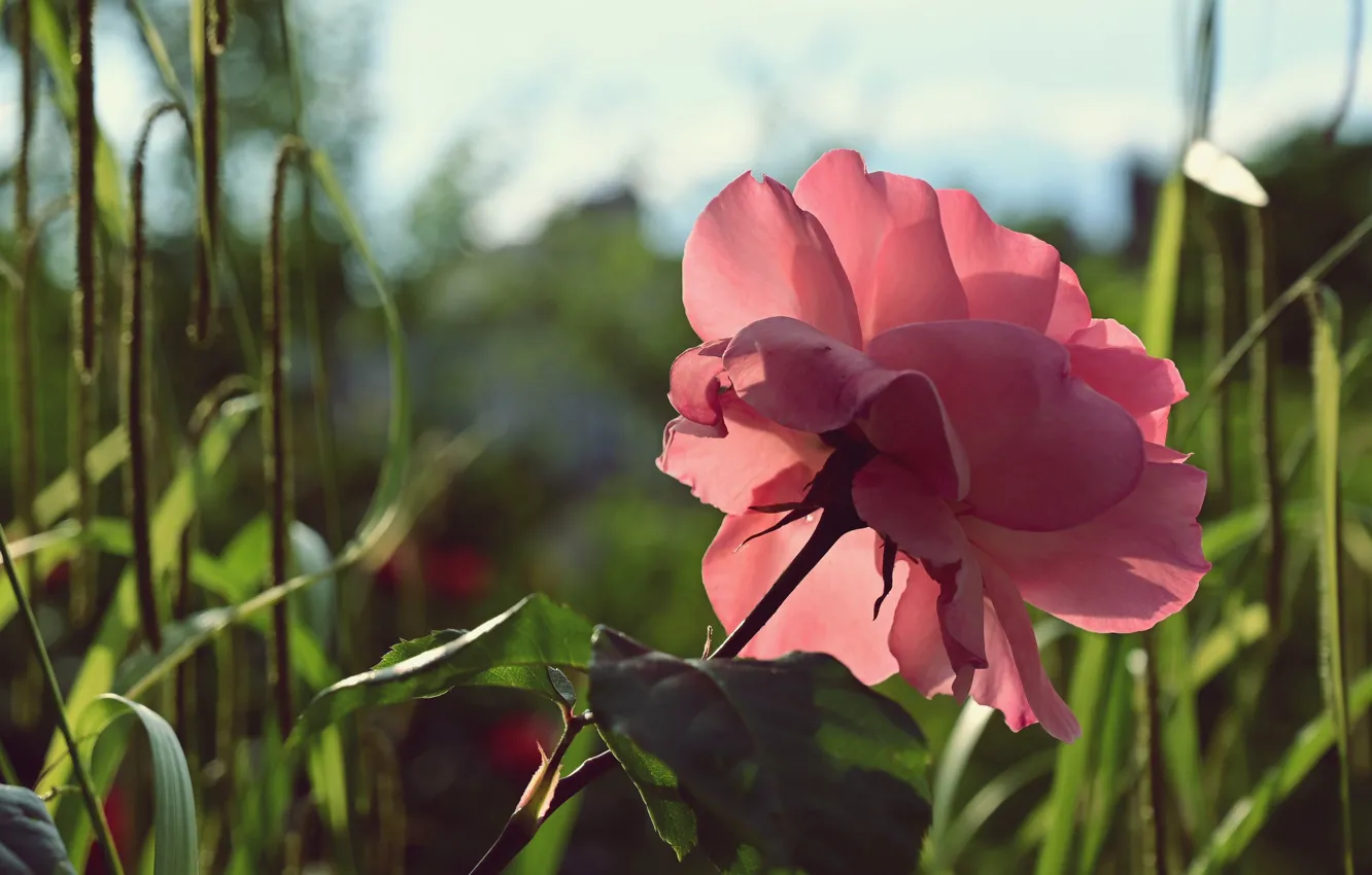 Фото обои цветок, трава, свет, розовая, роза, лепестки